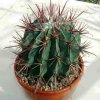 Ferocactus_nobilis